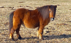 Mini Horse